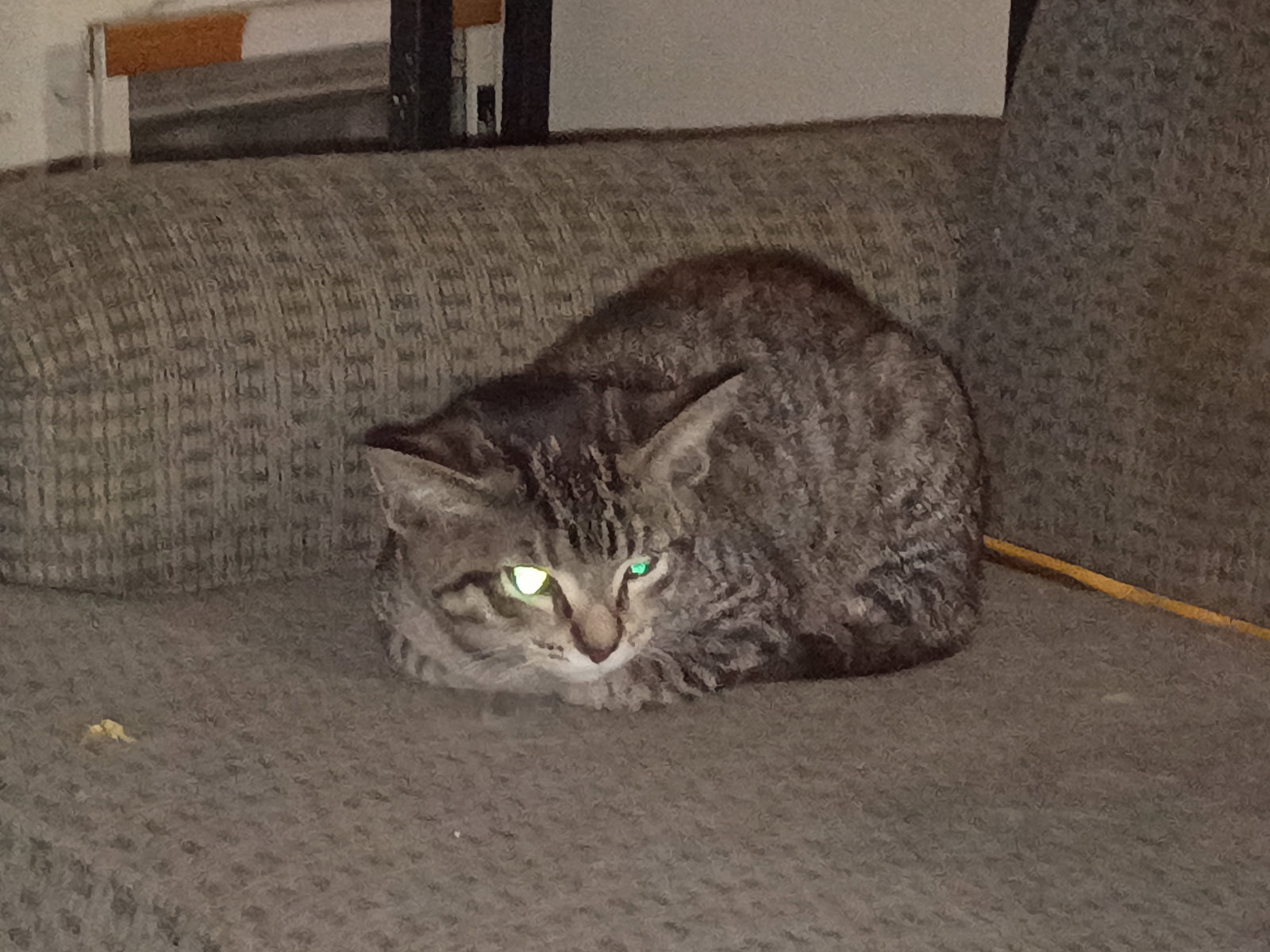 Peanut, photo 2