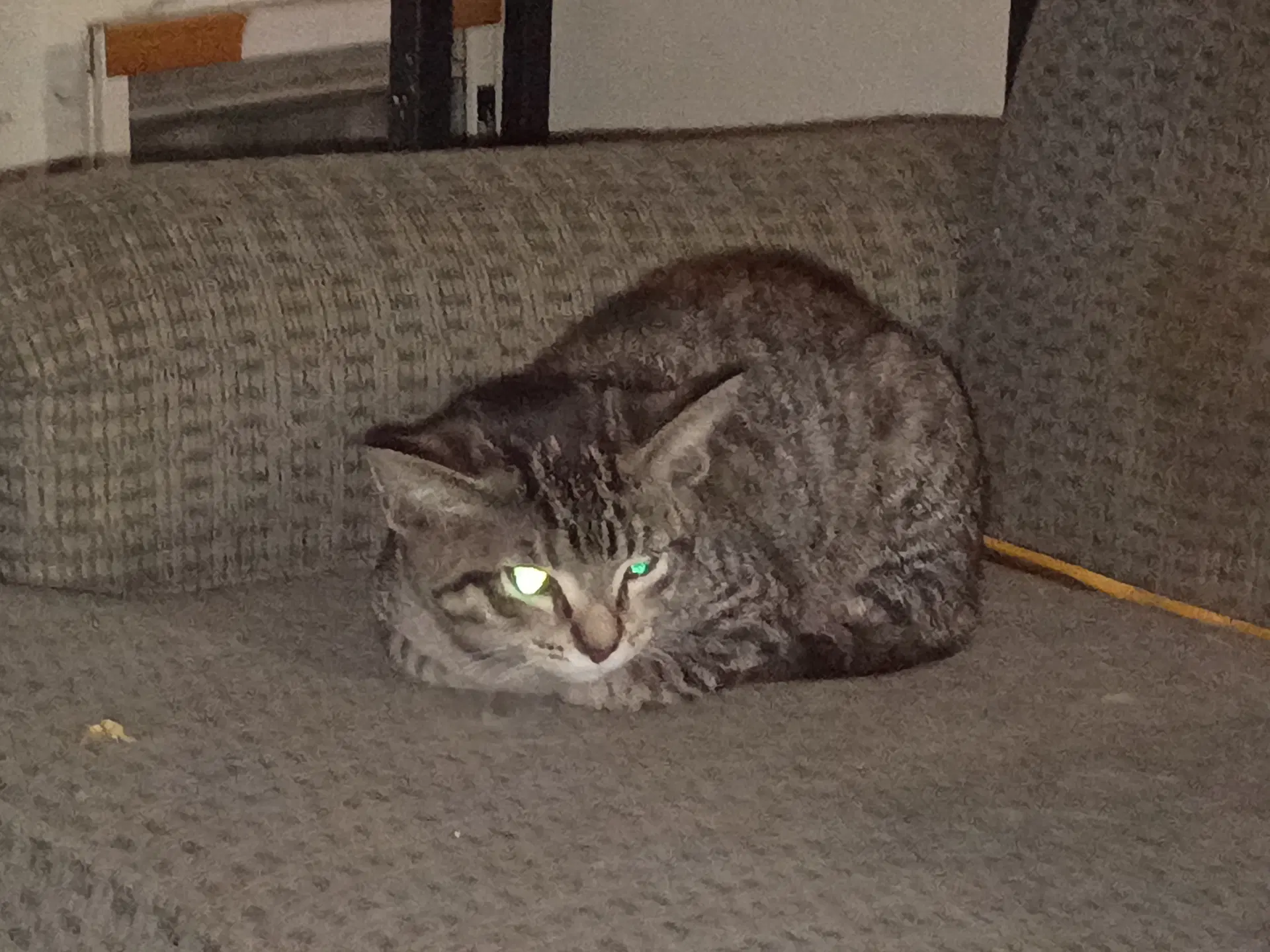 Peanut image 2