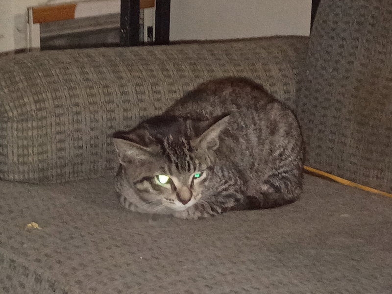 Peanut, photo 2