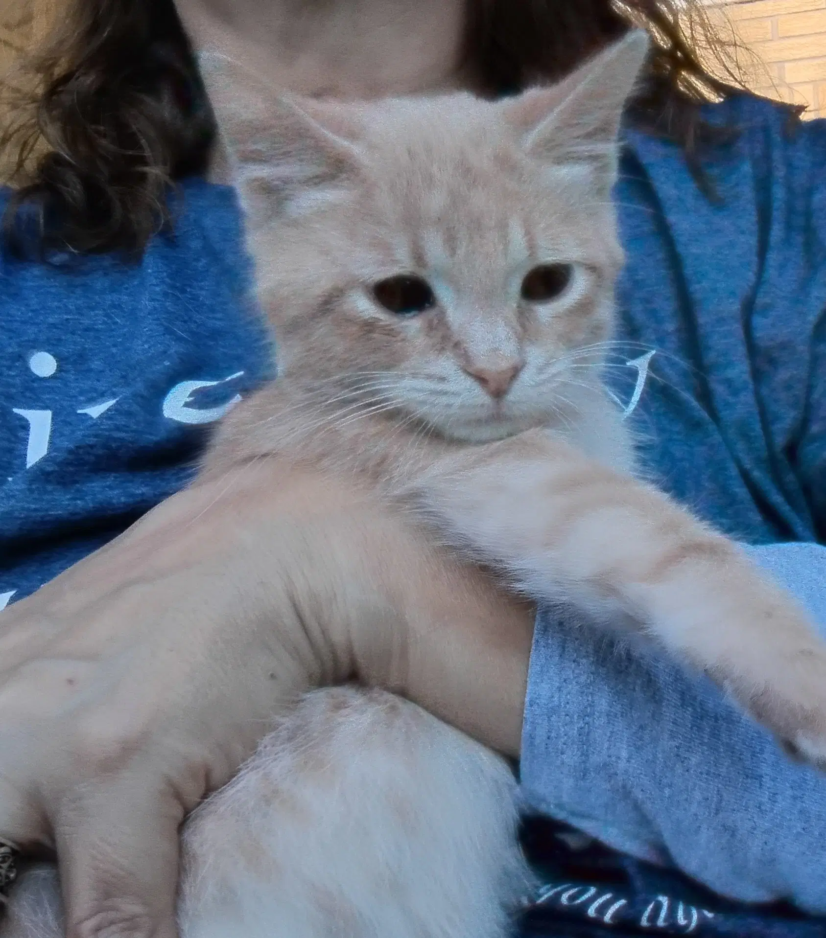 Joey image 2