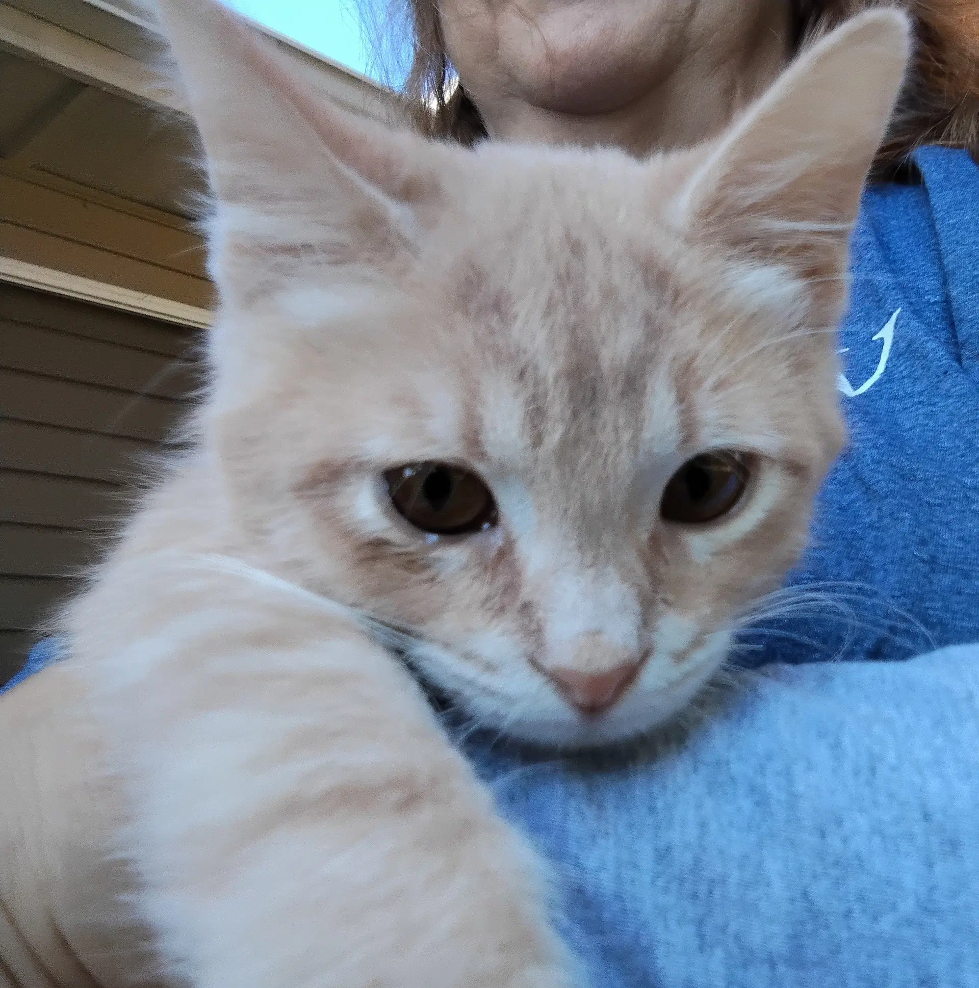 Joey image 3