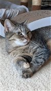 adoptable Cat in locust grove, VA named Lavender needs a microchip