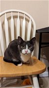 adoptable Cat in , VA named Kumo needs a microchip