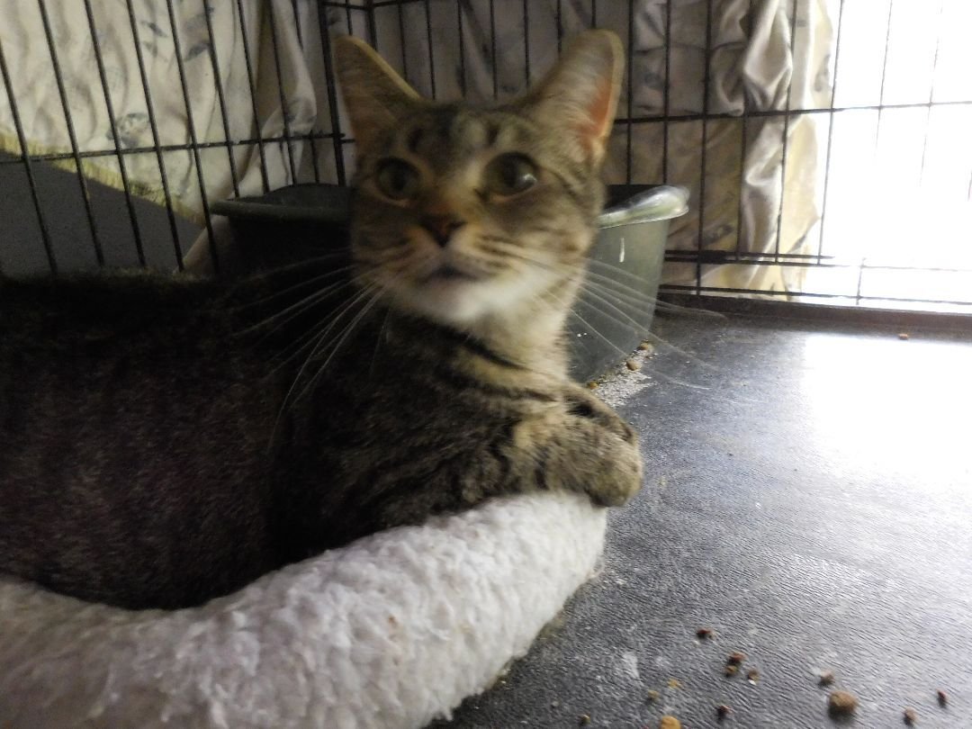 adoptable Cat in Locust Grove, VA named Holly No Chip