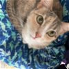 adoptable Cat in locust grove, VA named Remi 3530