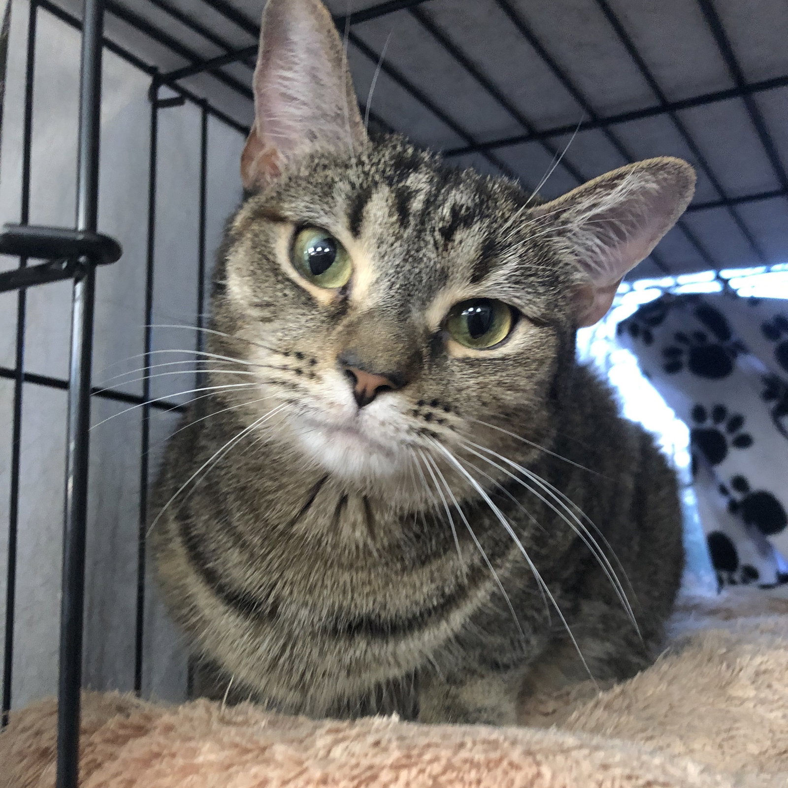 Cats for Adoption in Springfield, Virginia Alpha Paw