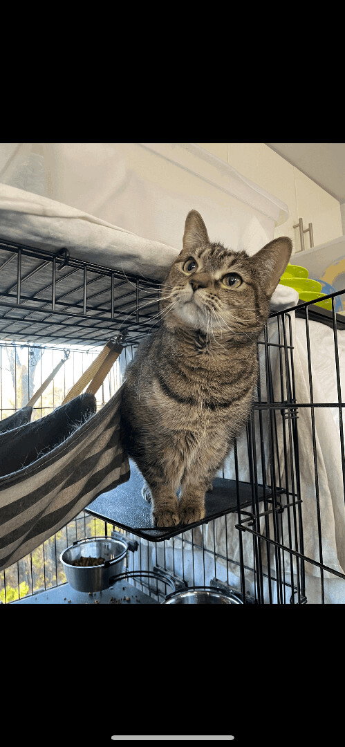 Luna 3542, a cat for adoption from Cause 4 Paws