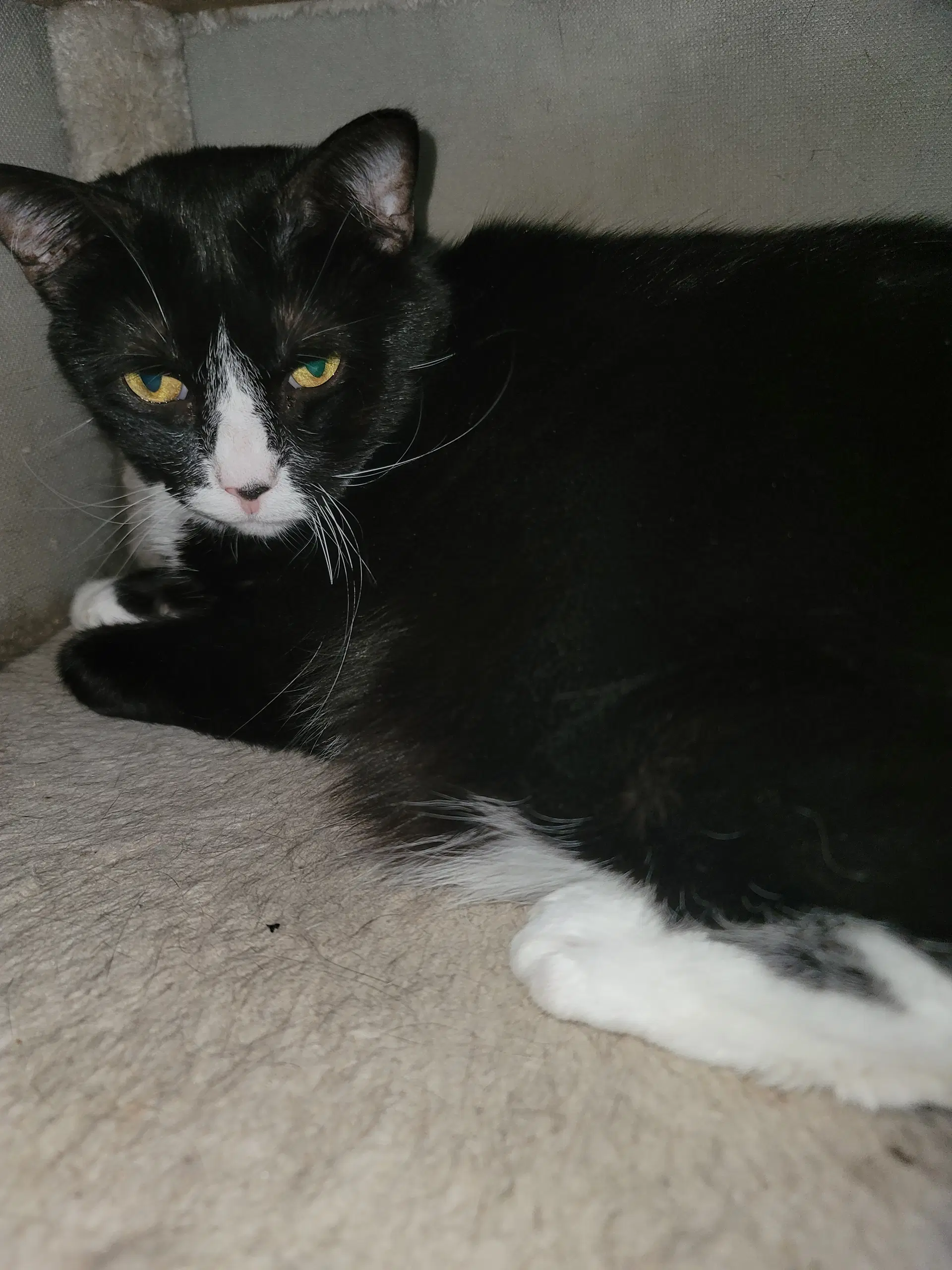 Emma - Tuxedo