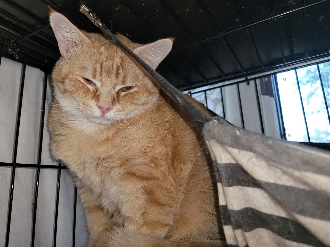 Rudy - Domestic Short Hair