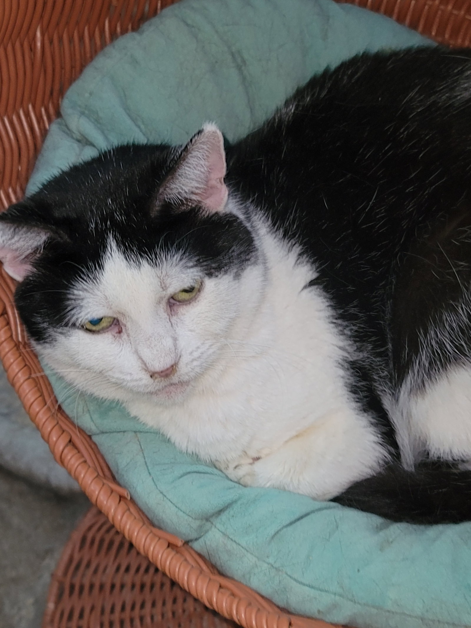 Buzzy 4372, Domestic Short Hair