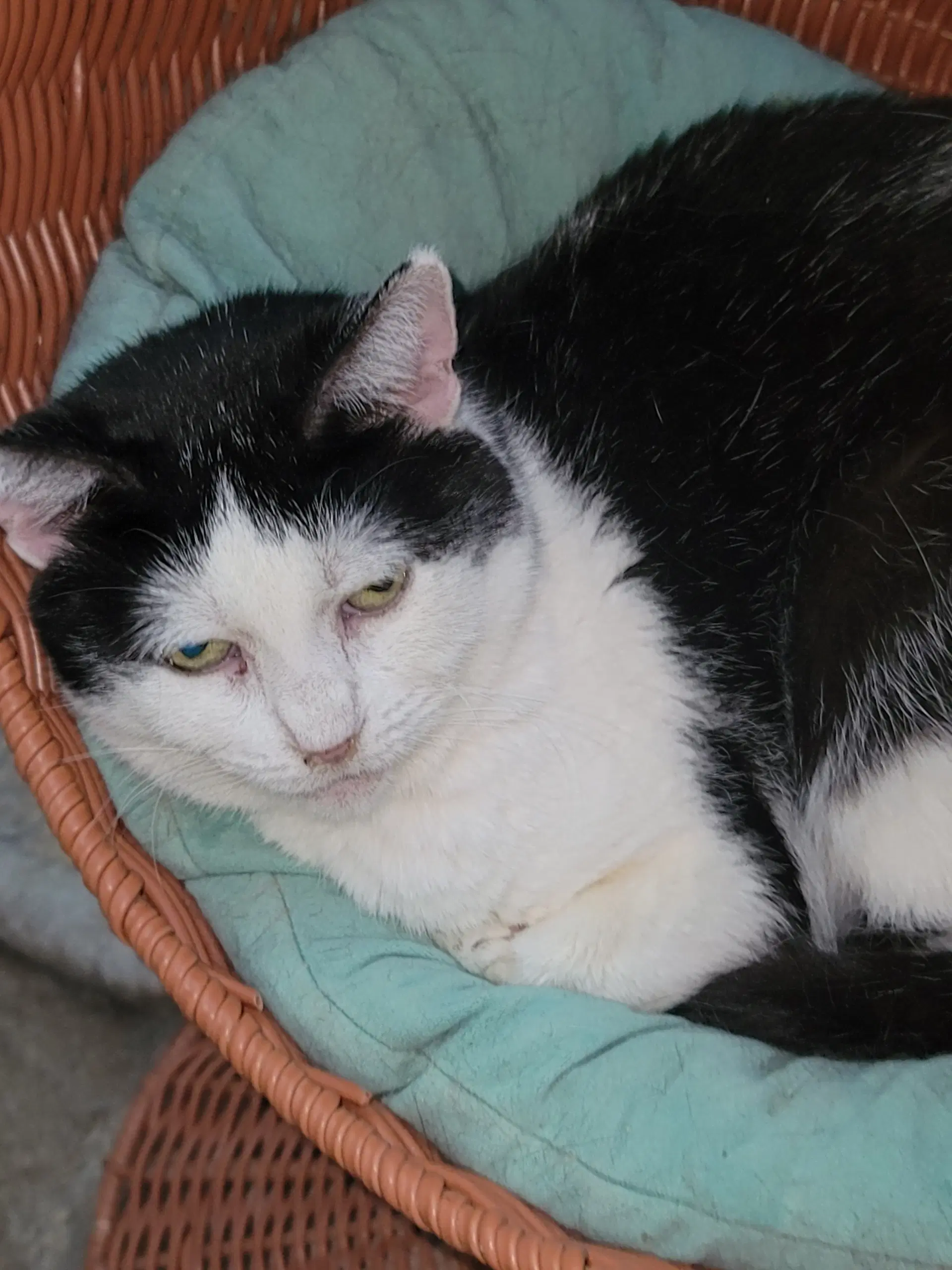 Buzzy - Domestic Short Hair