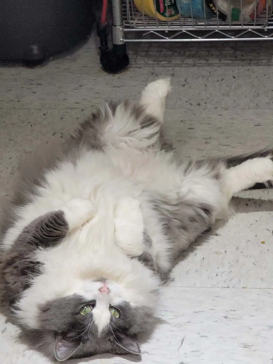 Pretty Kitty - Domestic Long Hair