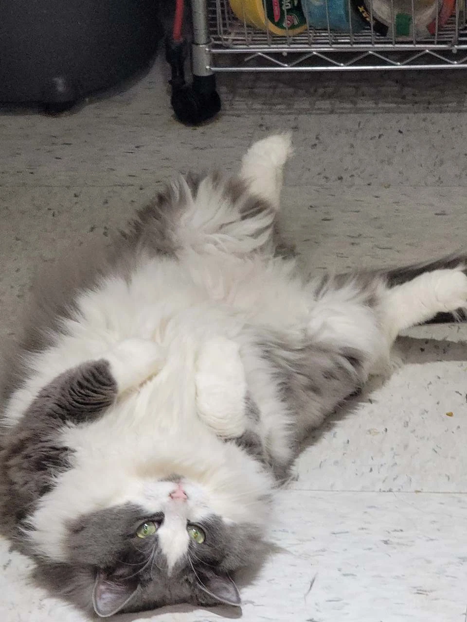 Pretty Kitty