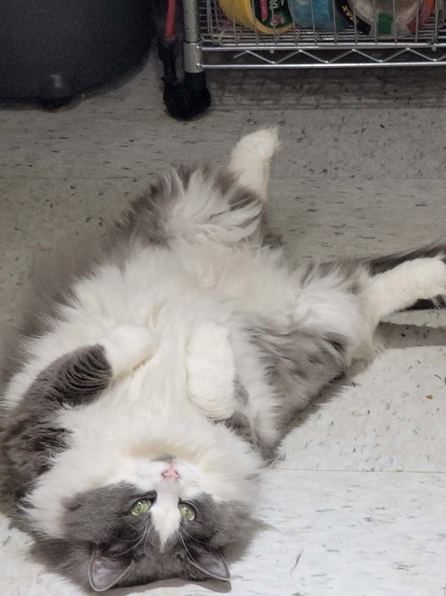 Pretty Kitty 4153, a cat for adoption from Cause 4 Paws
