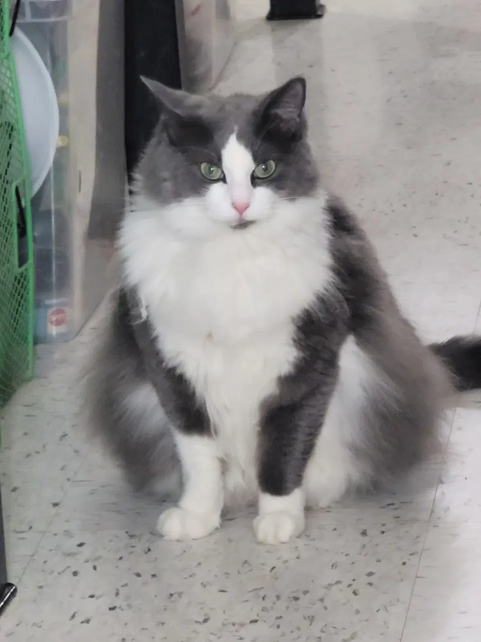 Pretty Kitty image 2