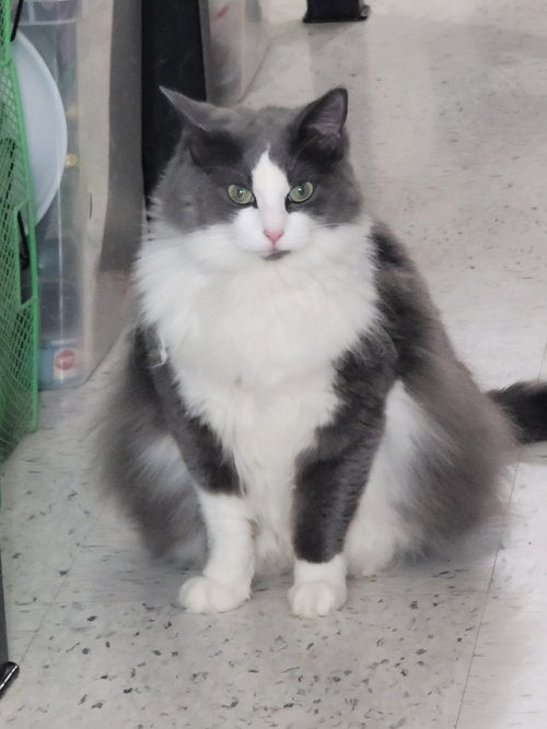 Photo 2 of Pretty Kitty 4153