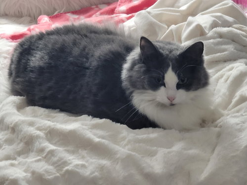 Photo 3 of Pretty Kitty 4153