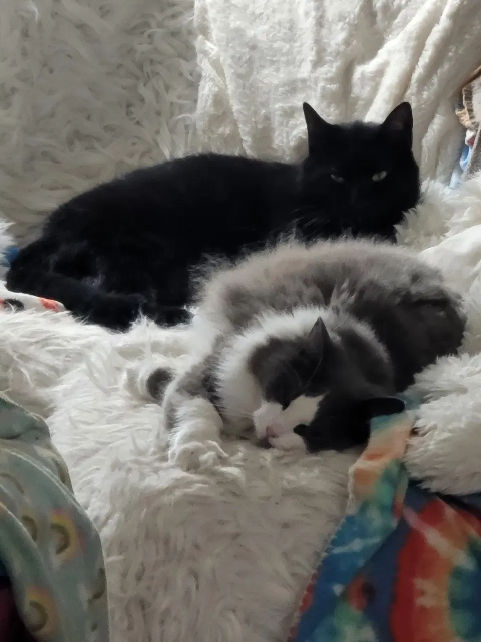 Pretty Kitty image 4