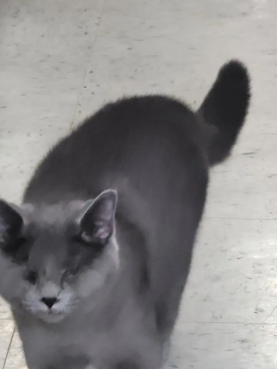 Tamara - Domestic Short Hair