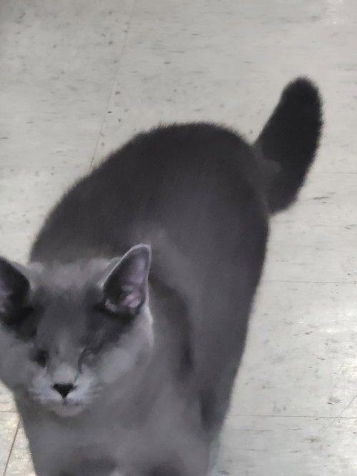 Tamara 6570, a cat for adoption from Cause 4 Paws