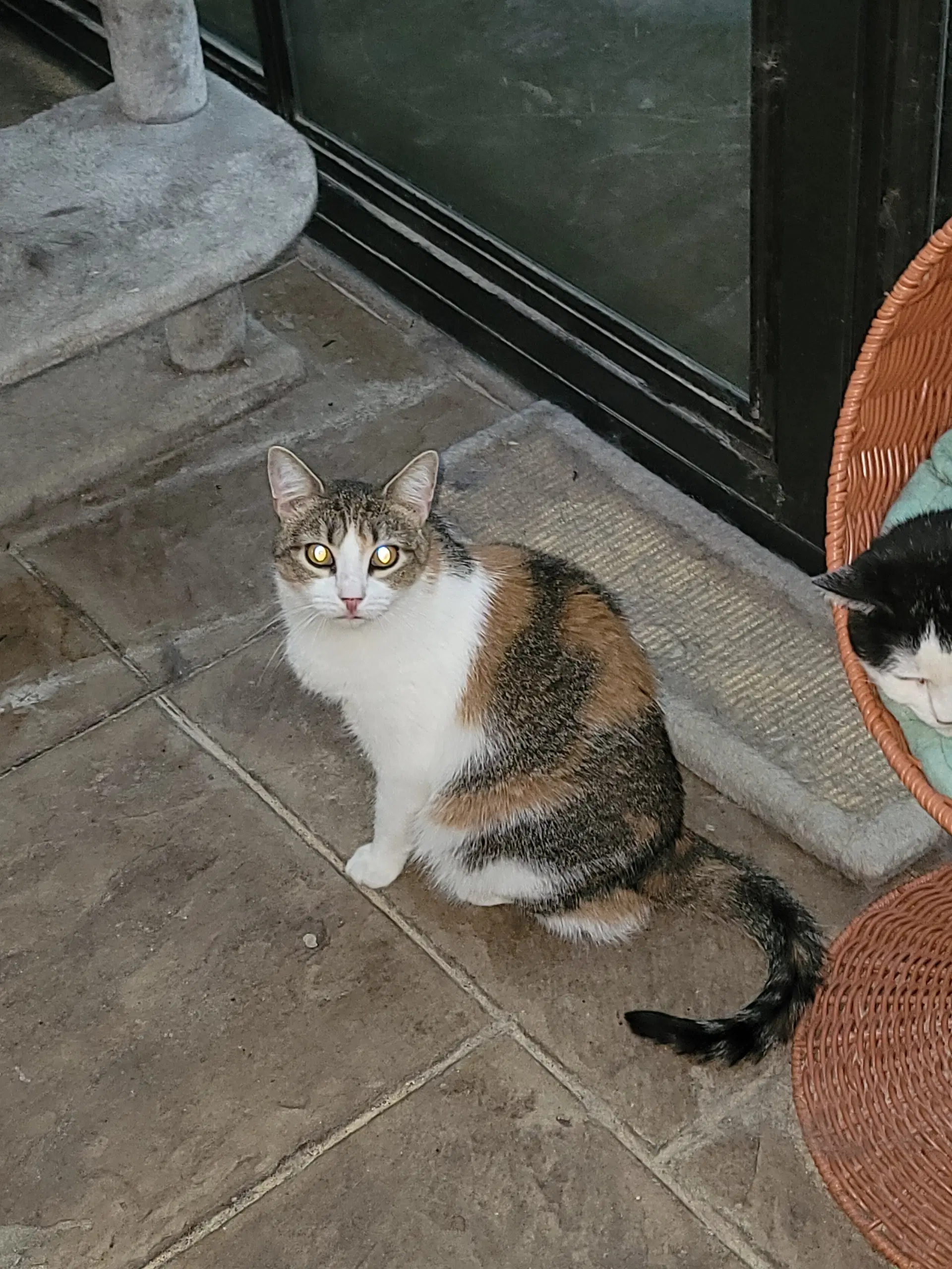 Katia - Calico