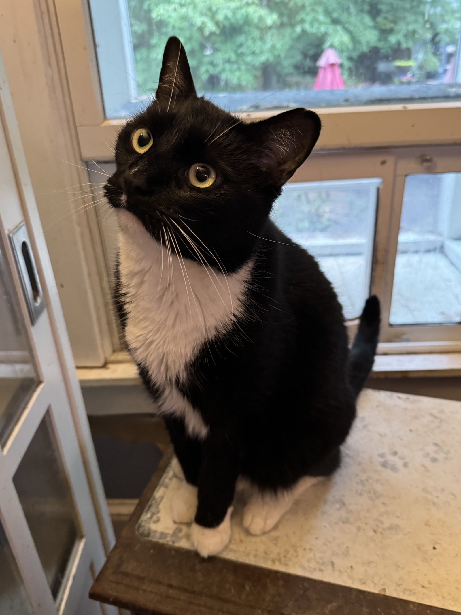 Webster 3264, cat