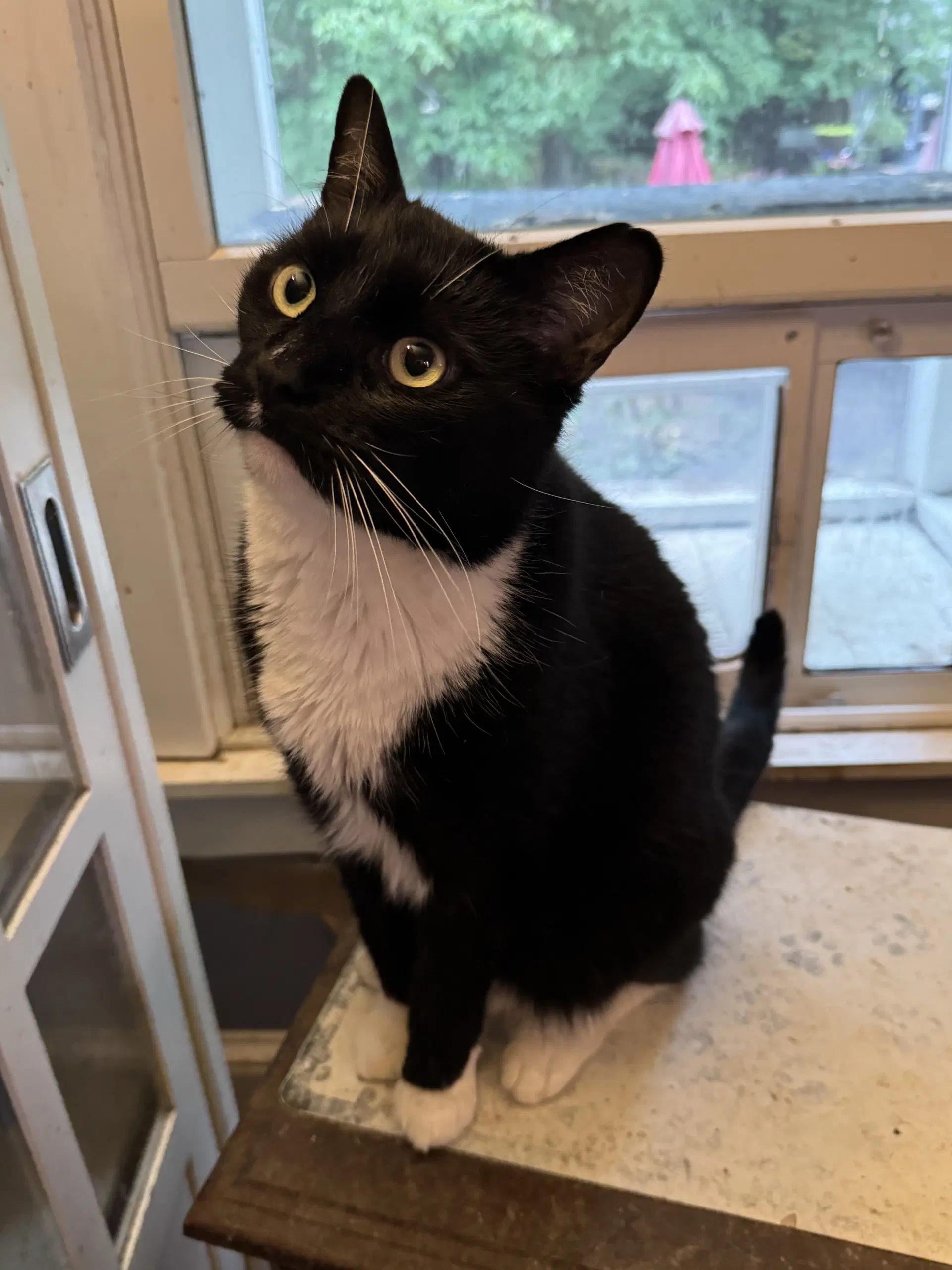 Webster - Tuxedo