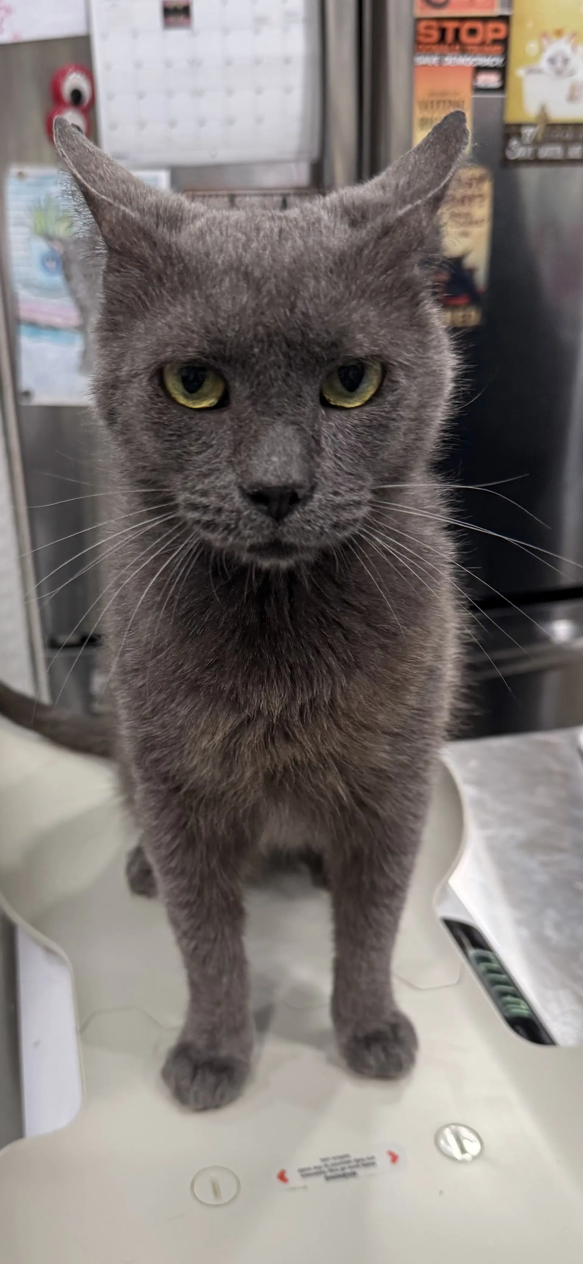Skinner - Domestic Short Hair