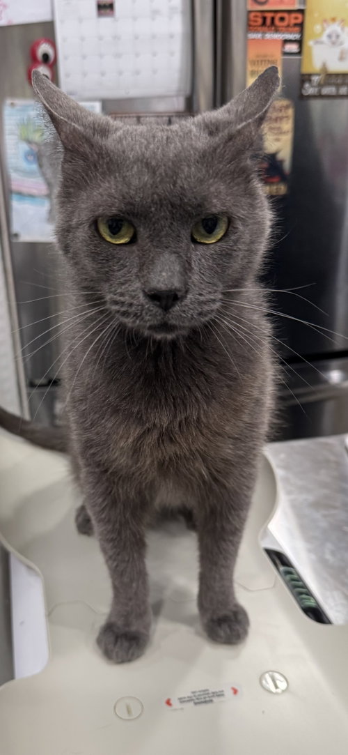 Skinner 4382, a cat for adoption from Cause 4 Paws