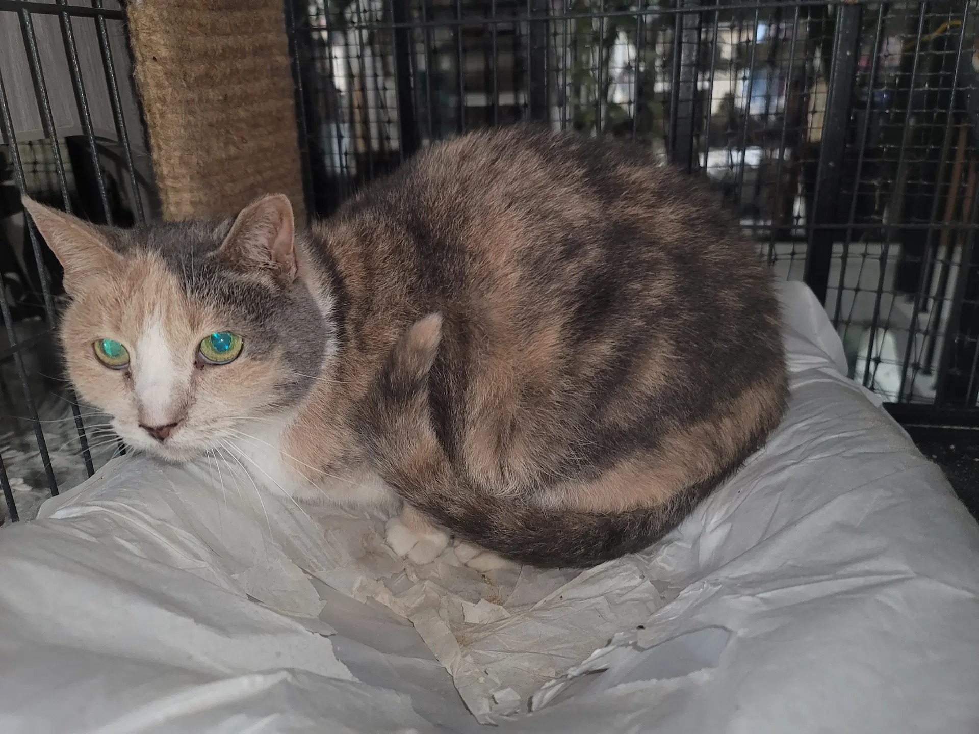 Delilah - Dilute Calico