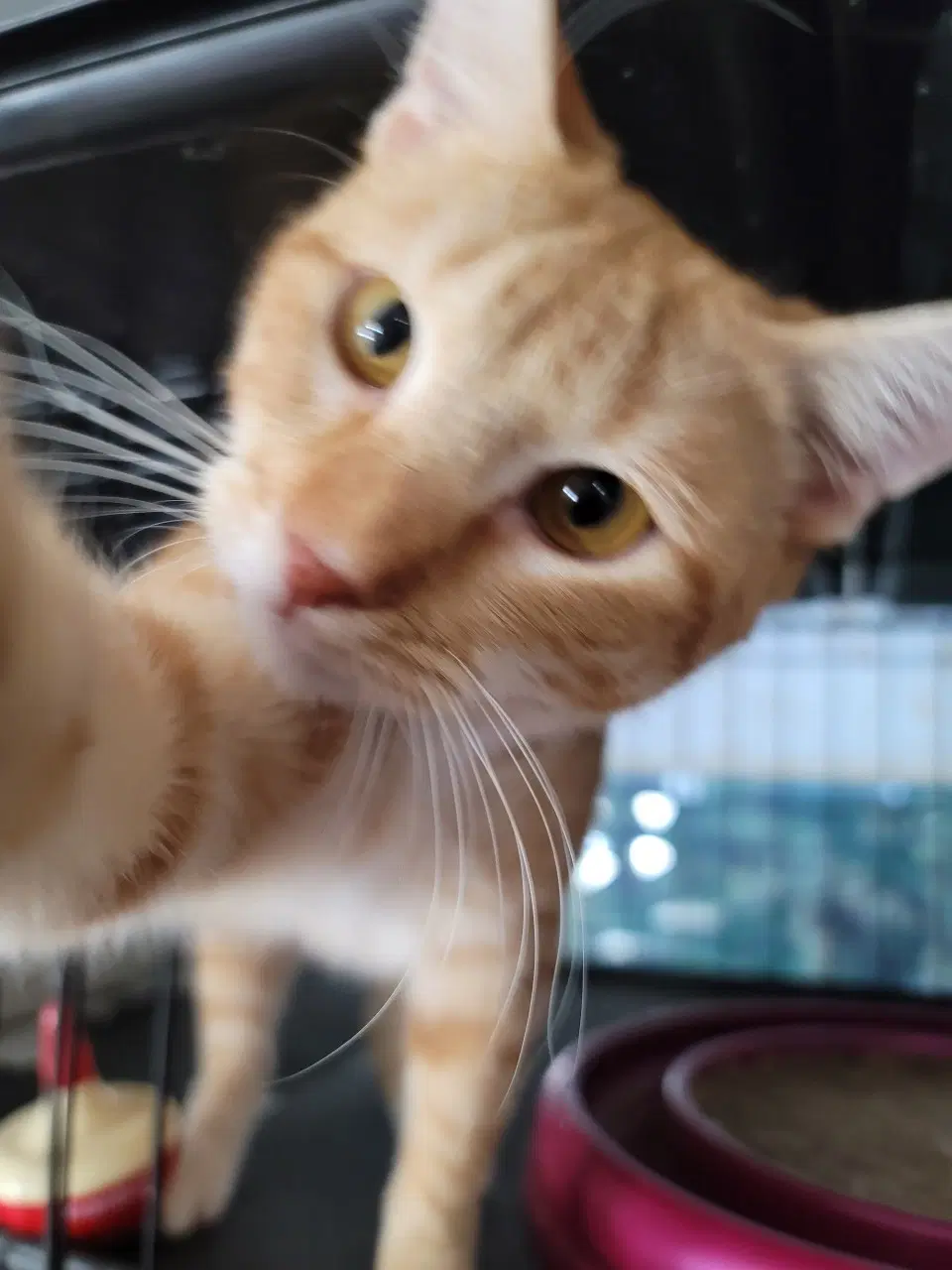 Ernie - Domestic Short Hair