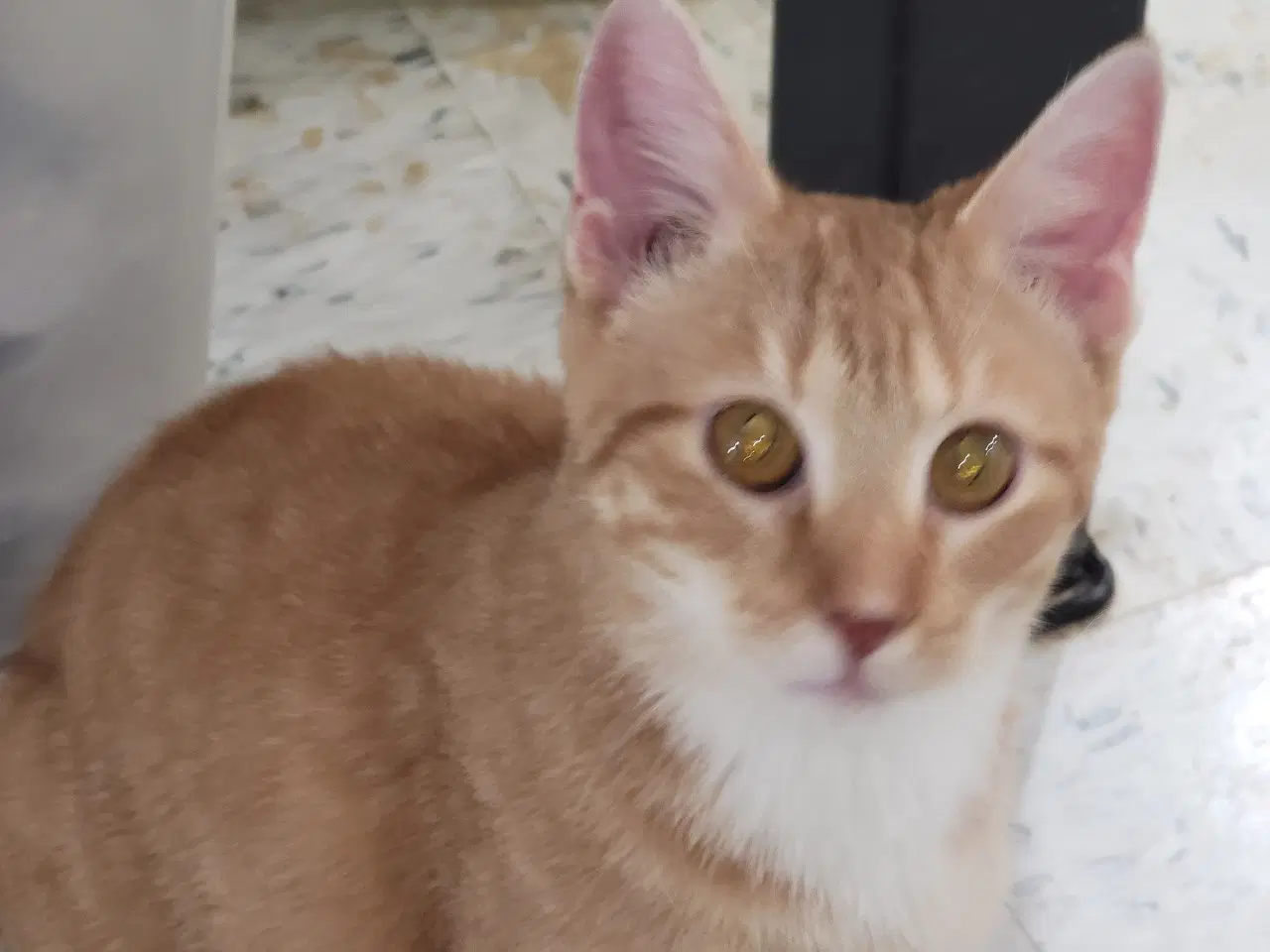 Ernie image 2