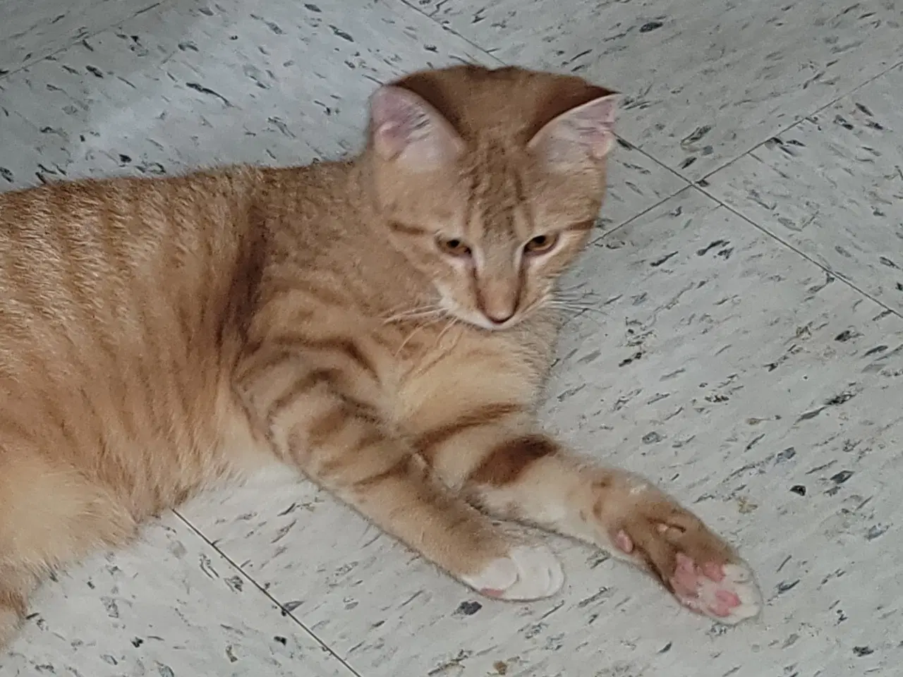Ernie image 3