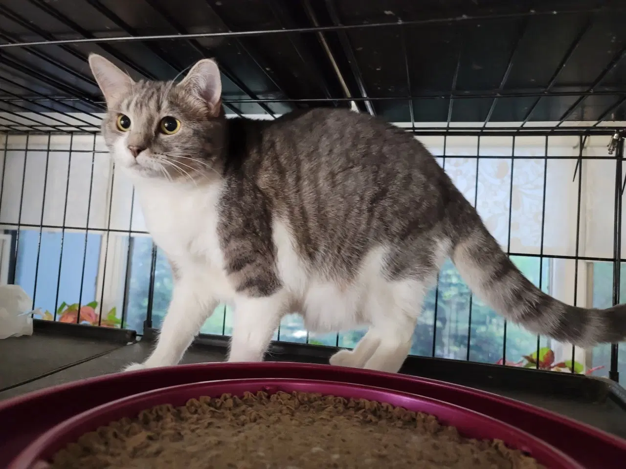Gretta - Domestic Short Hair