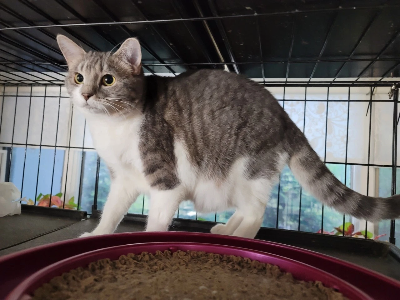Gretta