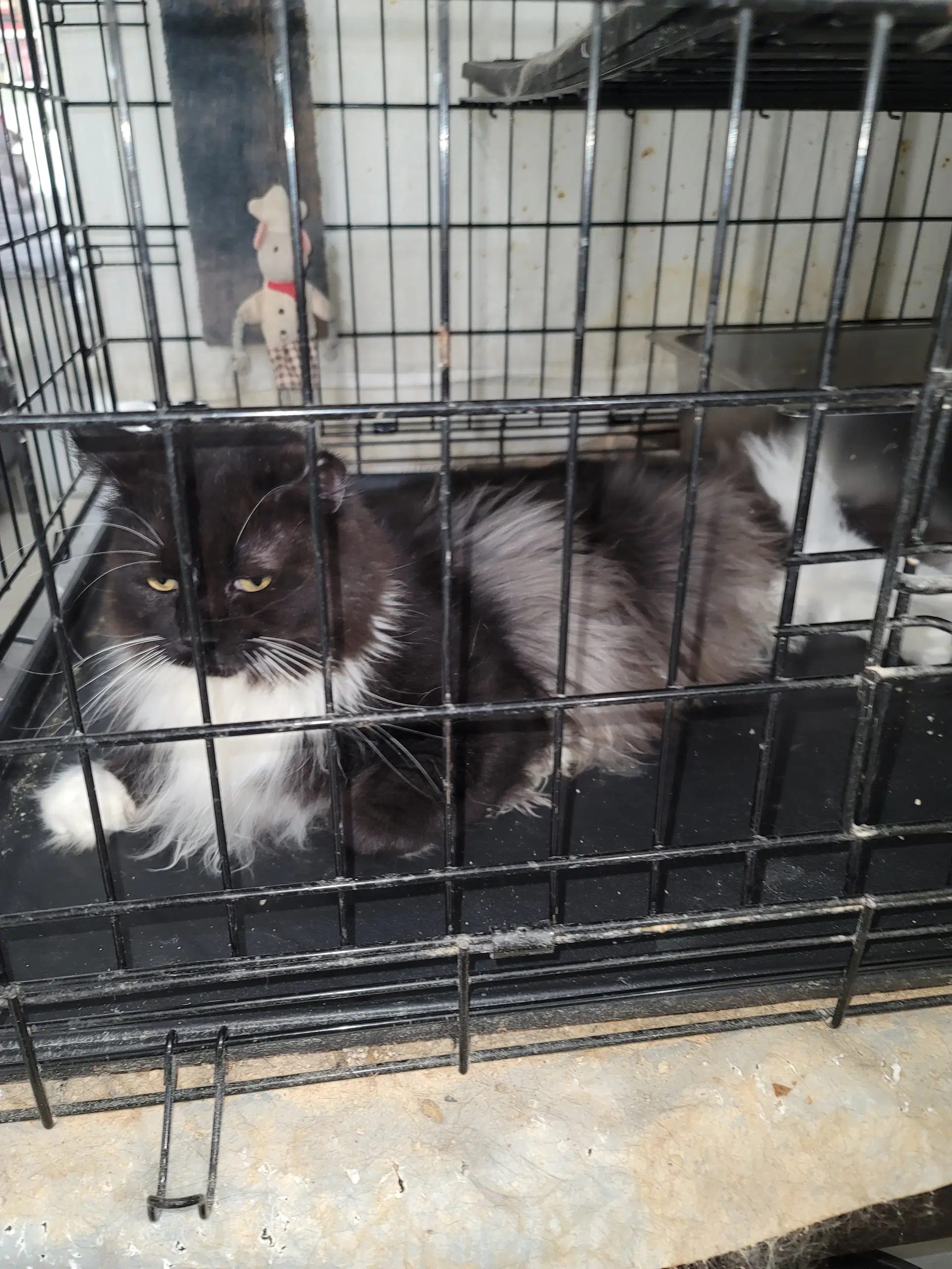 Murphy - Tuxedo