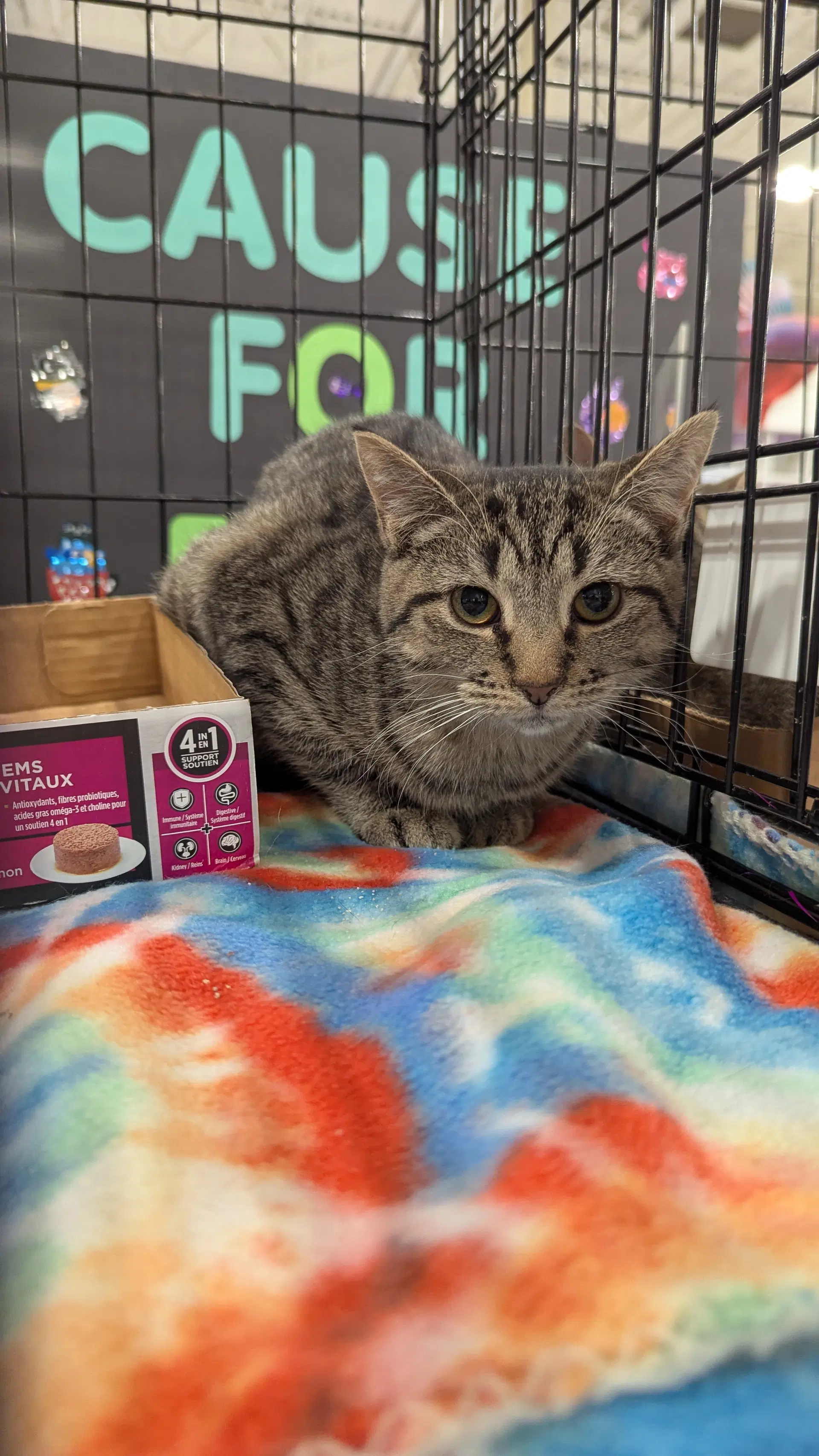 Pistachio - Domestic Short Hair