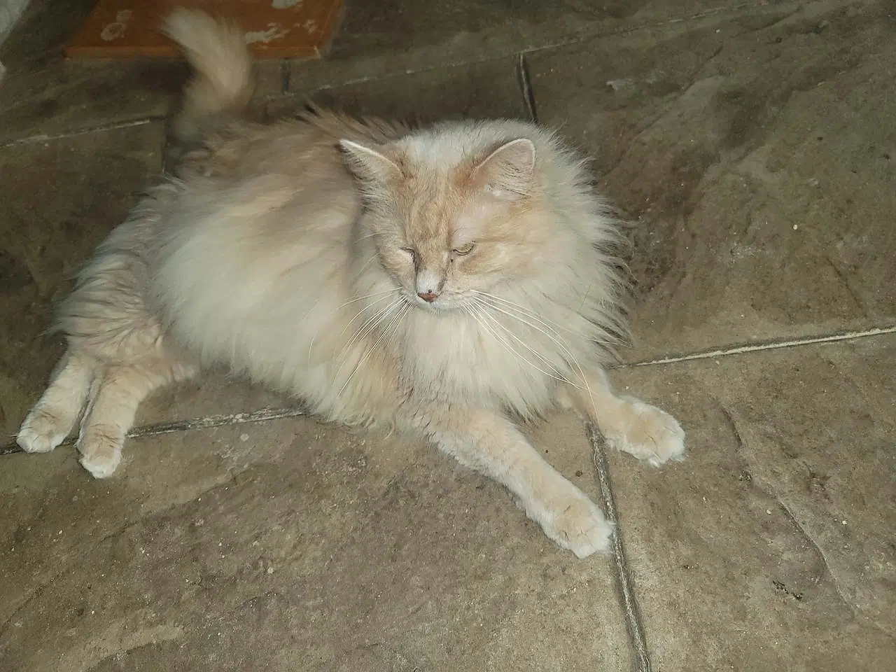 Dill - Domestic Long Hair