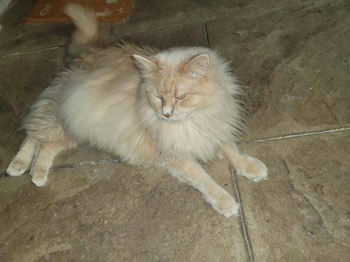 Photo 2 of Dill 3595