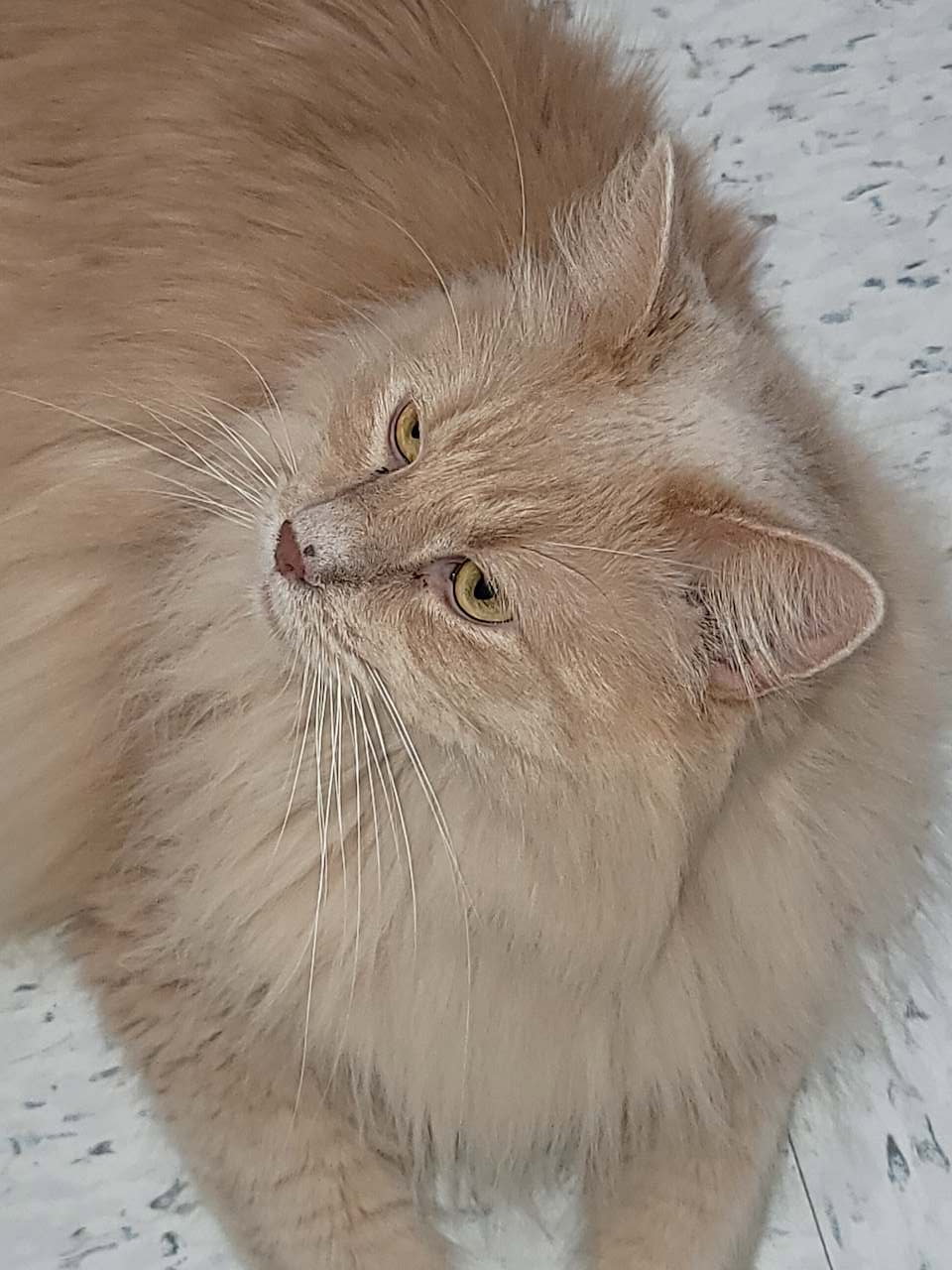 Dill 3595, Domestic Long Hair
