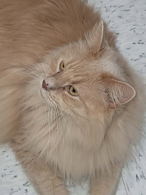 Dill 3595, a cat for adoption from Cause 4 Paws