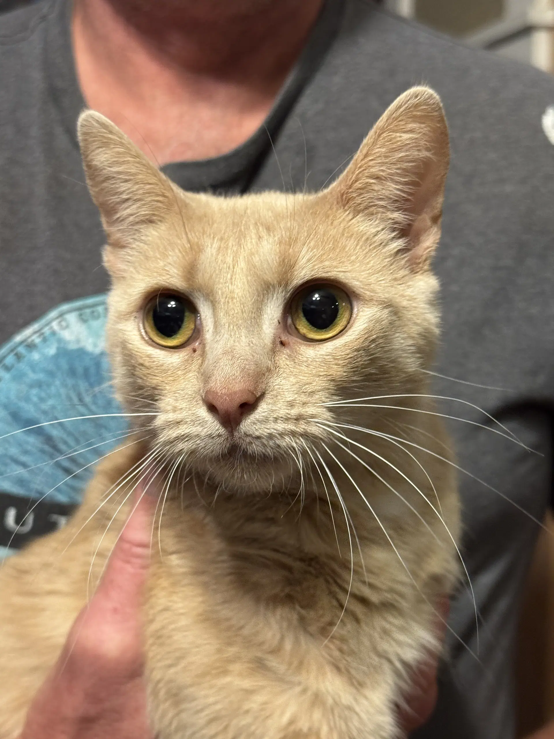 Peggy - Domestic Short Hair