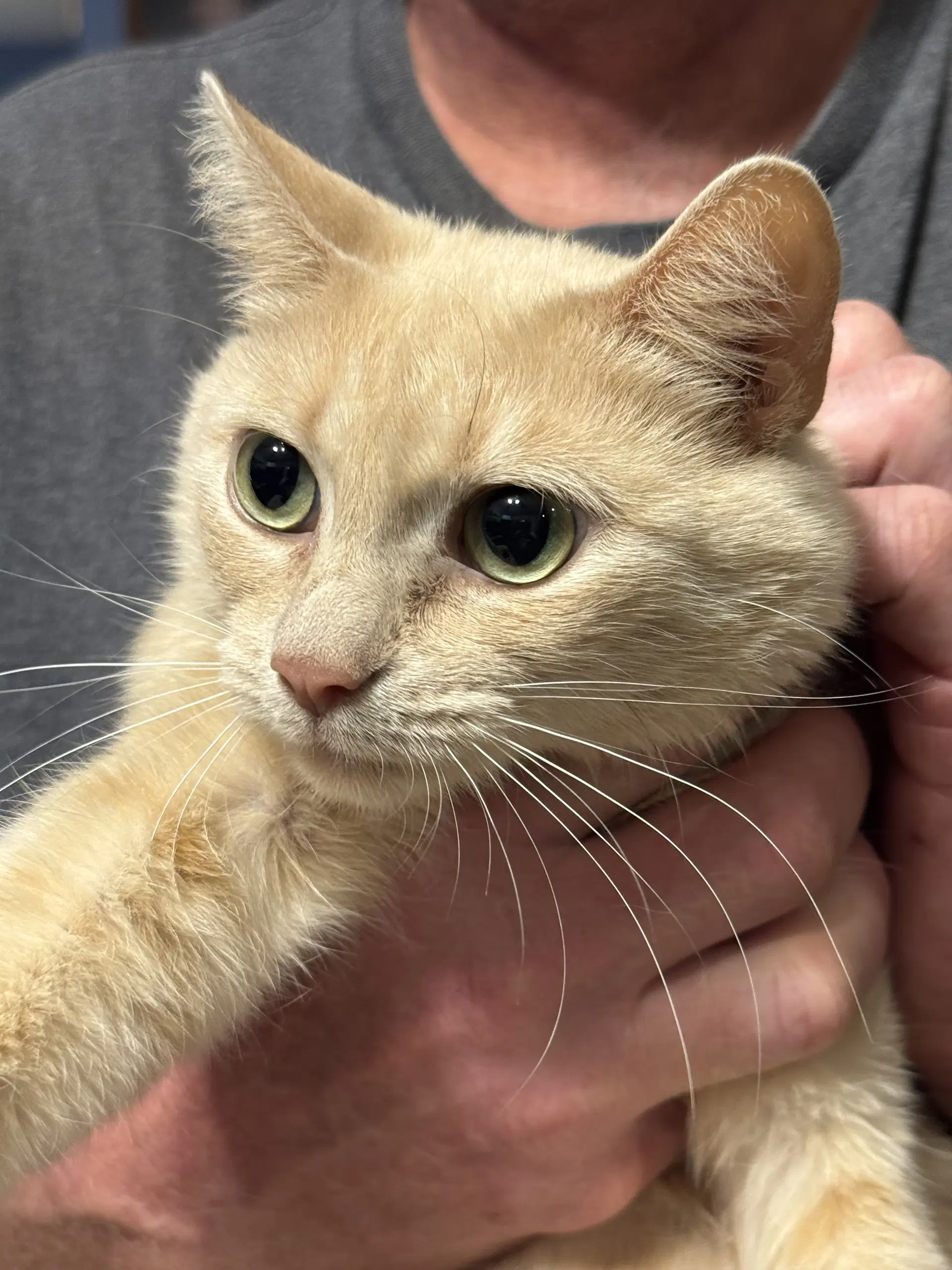 Maggie - Domestic Short Hair