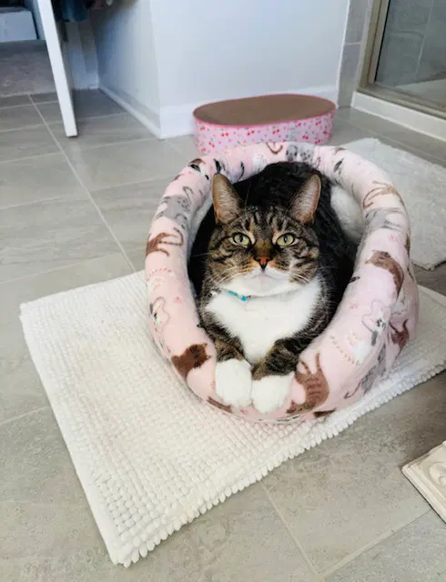 Lucy - Tabby