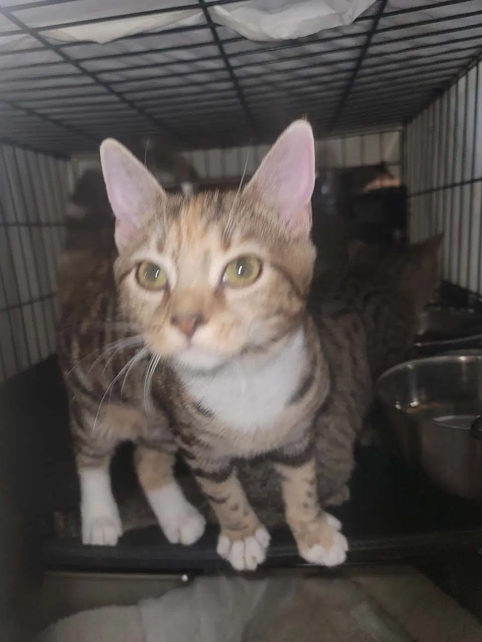 Crissie - Tabby