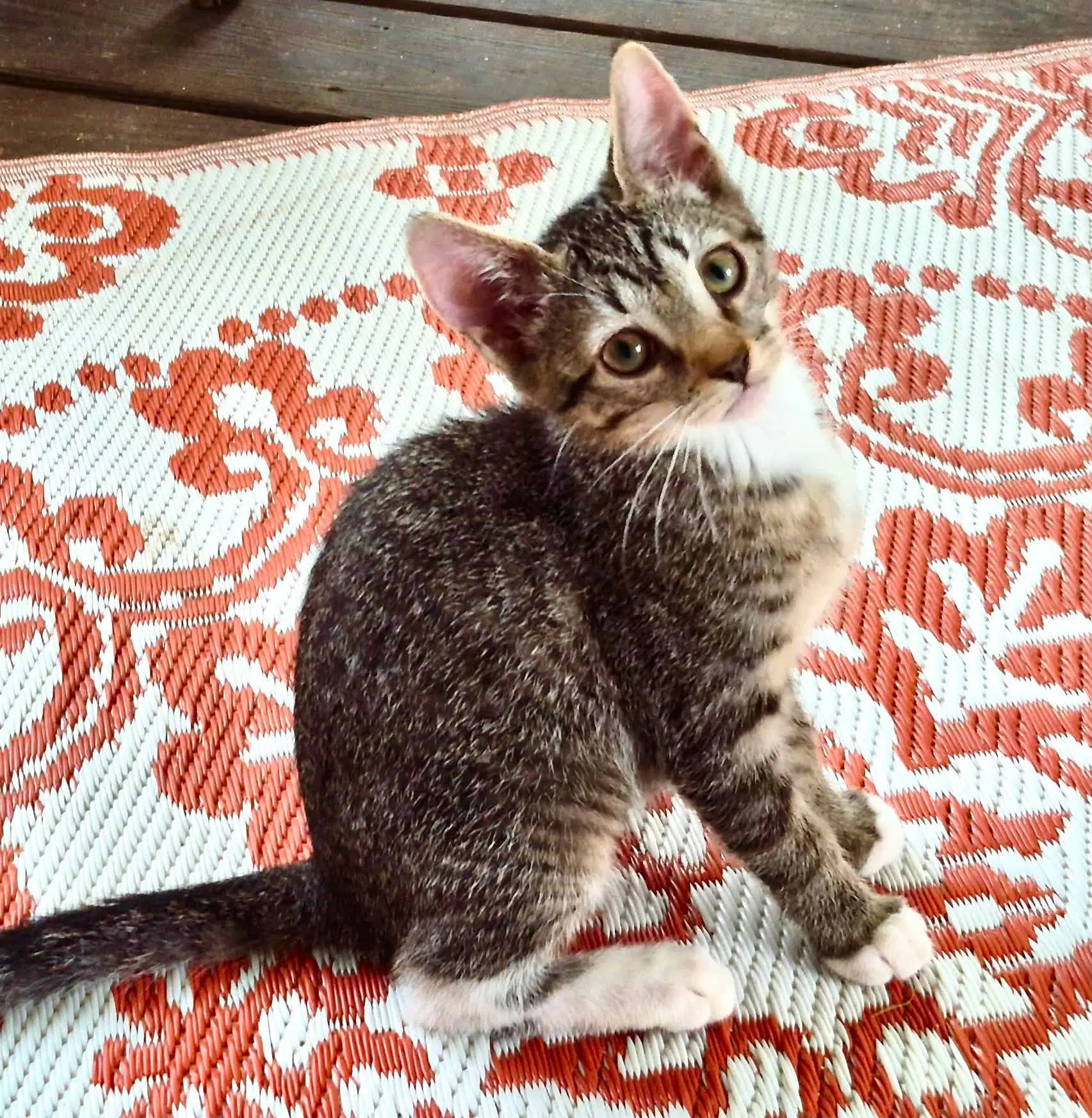 Eleanor - Domestic Short Hair