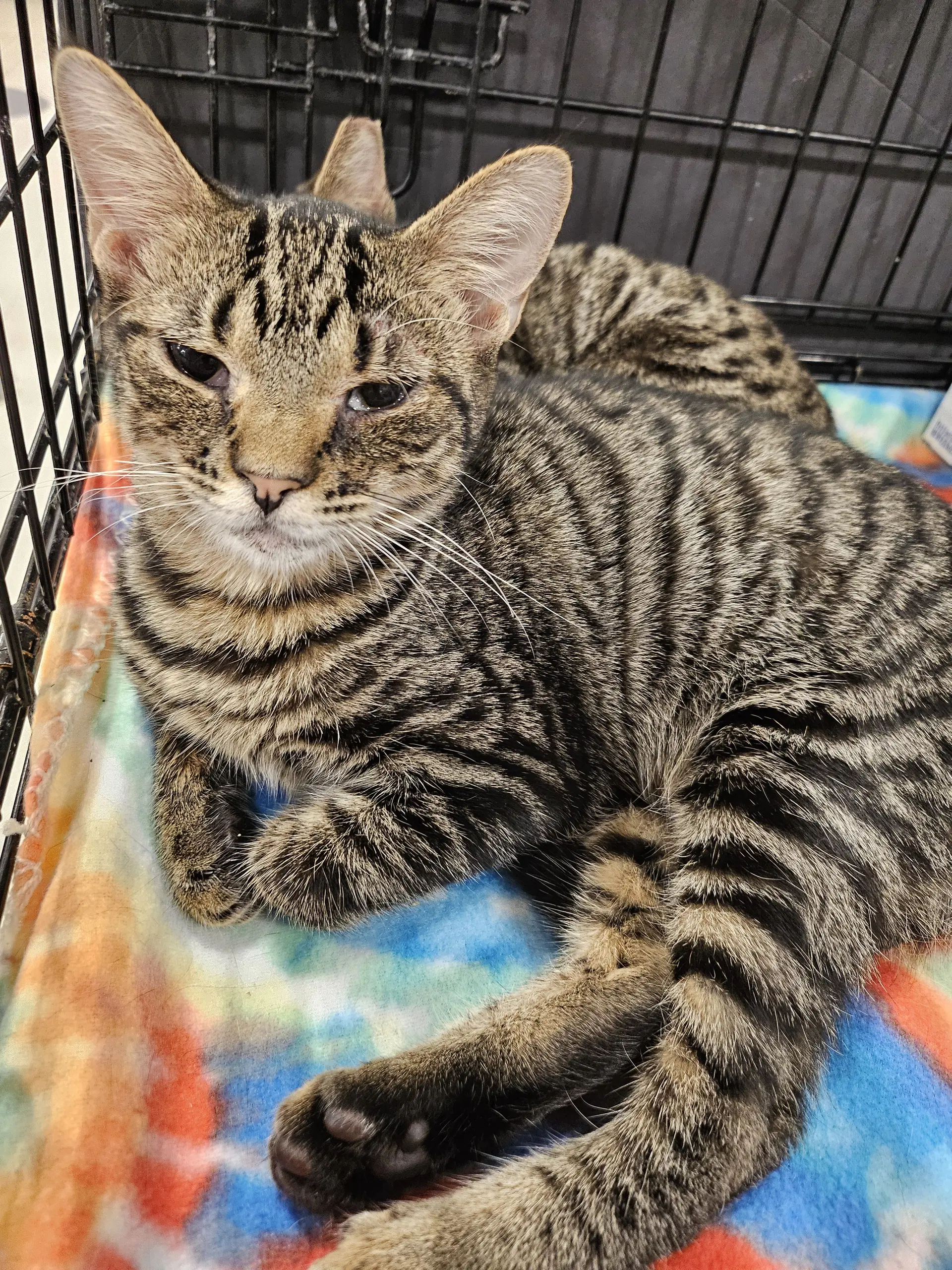 Houdini - Tabby