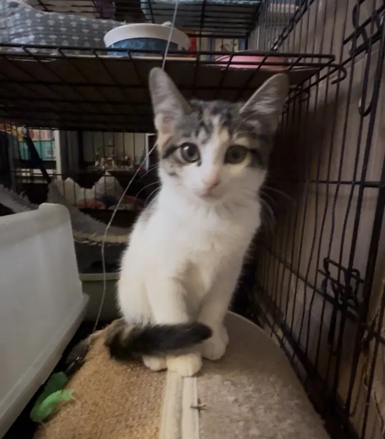 Truffle - Domestic Short Hair