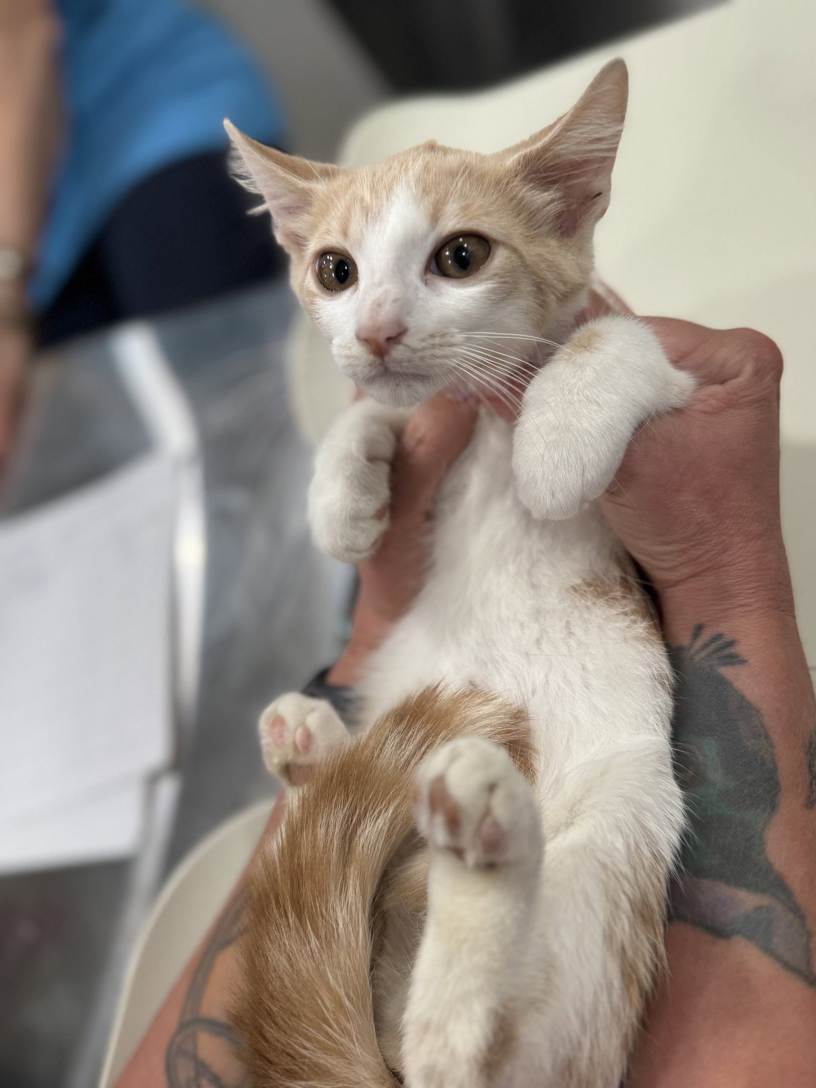 Frisco 8427, Domestic Short Hair