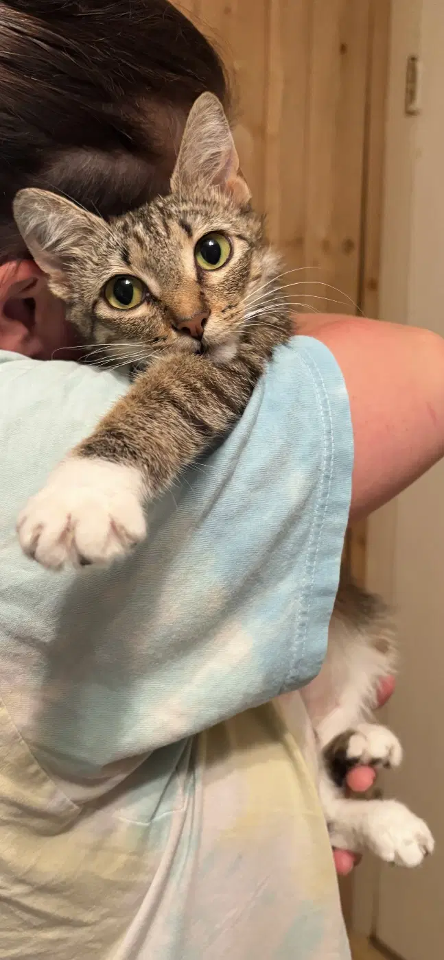 Sweetie - Domestic Short Hair